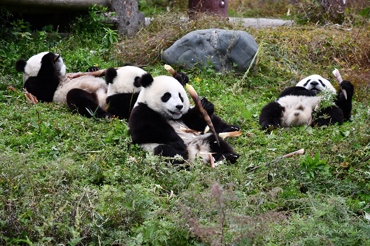 Panda in Wolong